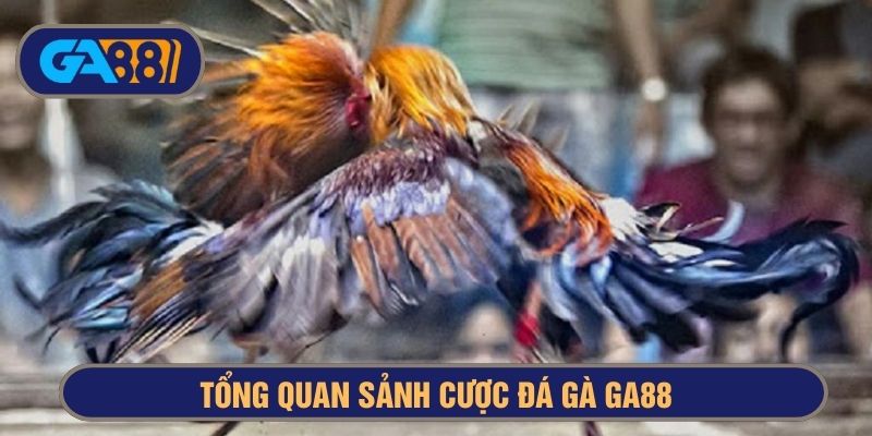 Sảnh đá gà GA88 có hàng ngàn lượt cược mỗi ngày