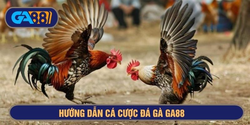 Cách đặt cược đá gà tại nhà cái GA88 cực đơn giản