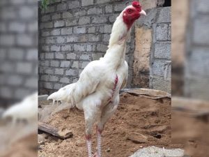 Gà nhạn với màu lông trắng muốt như màu chim nhạn
