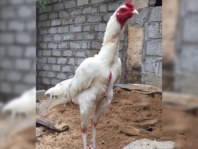 Gà nhạn với màu lông trắng muốt như màu chim nhạn