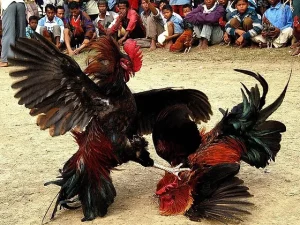 Đá gà Thomo với thông tin giới thiệu