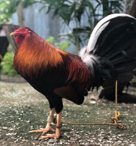 Nguồn gốc xuất xứ gà Kelso
