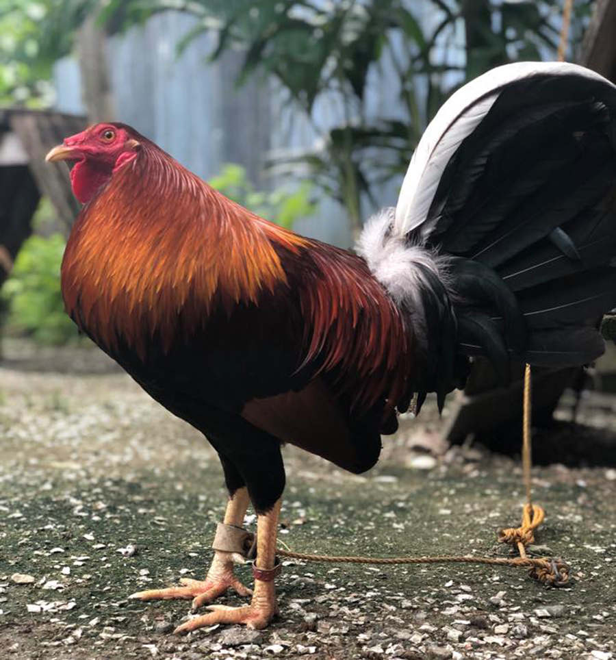 Nguồn gốc xuất xứ gà Kelso