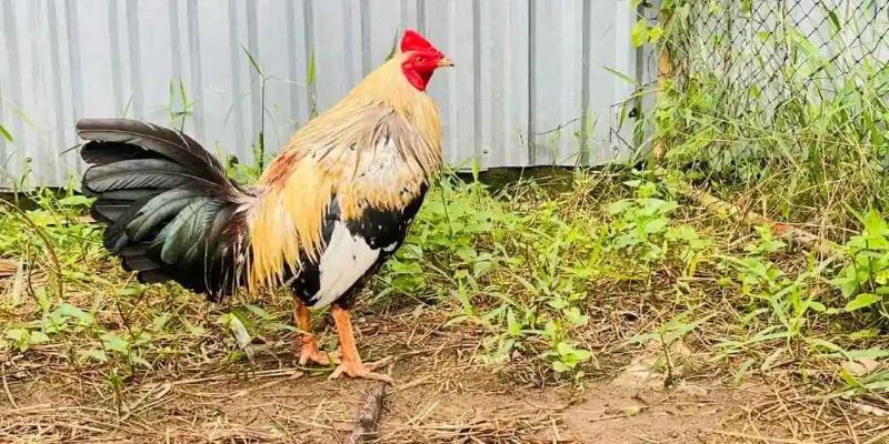 Gà chuối có màu gì?