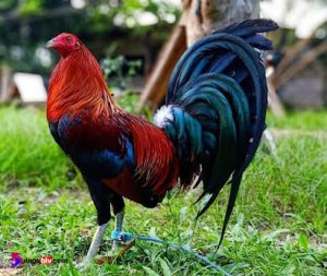 Dòng gà Cuban là gì?